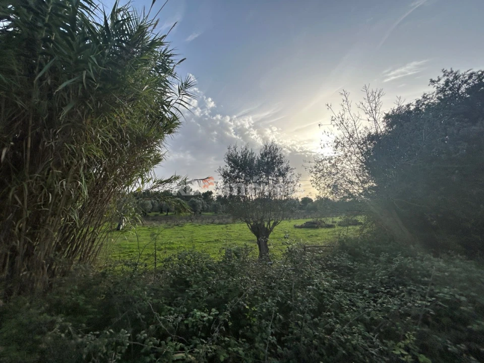 Terreno Agricola ou Rústico para Venda em São Pedro de Tomar Foto 9