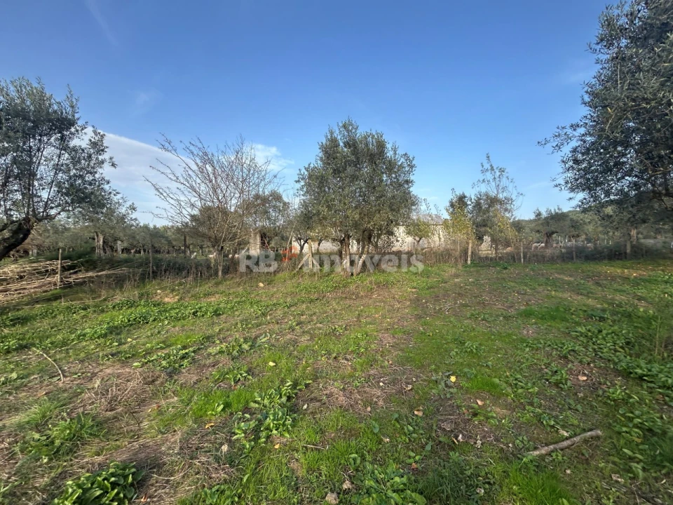 Terreno Agricola ou Rústico para Venda em São Pedro de Tomar Foto 13
