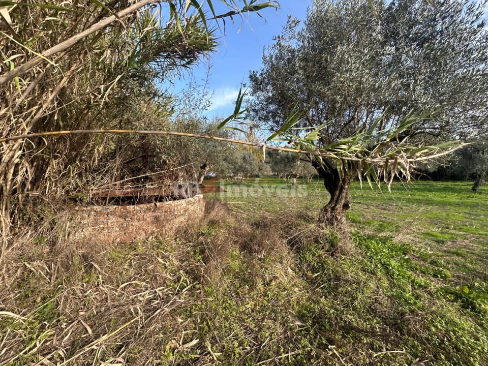 Terreno Agricola ou Rústico para Venda em São Pedro de Tomar Foto 6