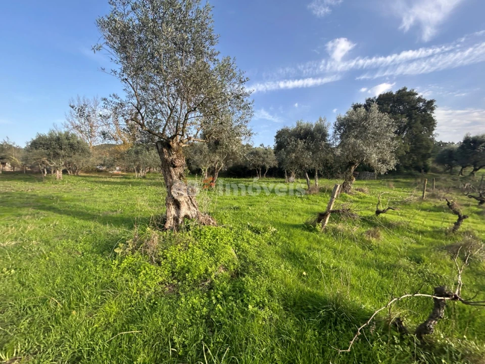 Terreno Agricola ou Rústico para Venda em São Pedro de Tomar Foto 5