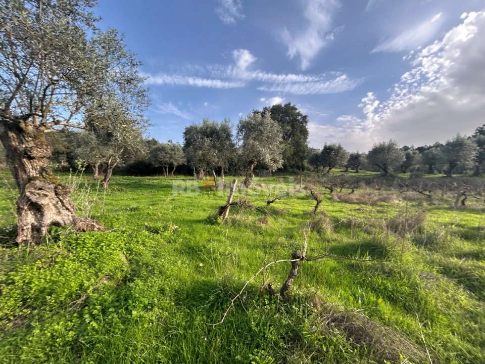 Terreno Agricola ou Rústico para Venda em São Pedro de Tomar Foto 14