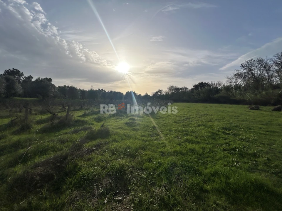 Terreno Agricola ou Rústico para Venda em São Pedro de Tomar Foto 16