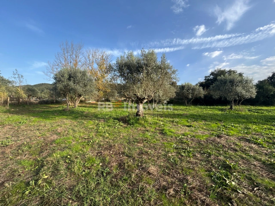 Terreno Agricola ou Rústico para Venda em São Pedro de Tomar Foto 17
