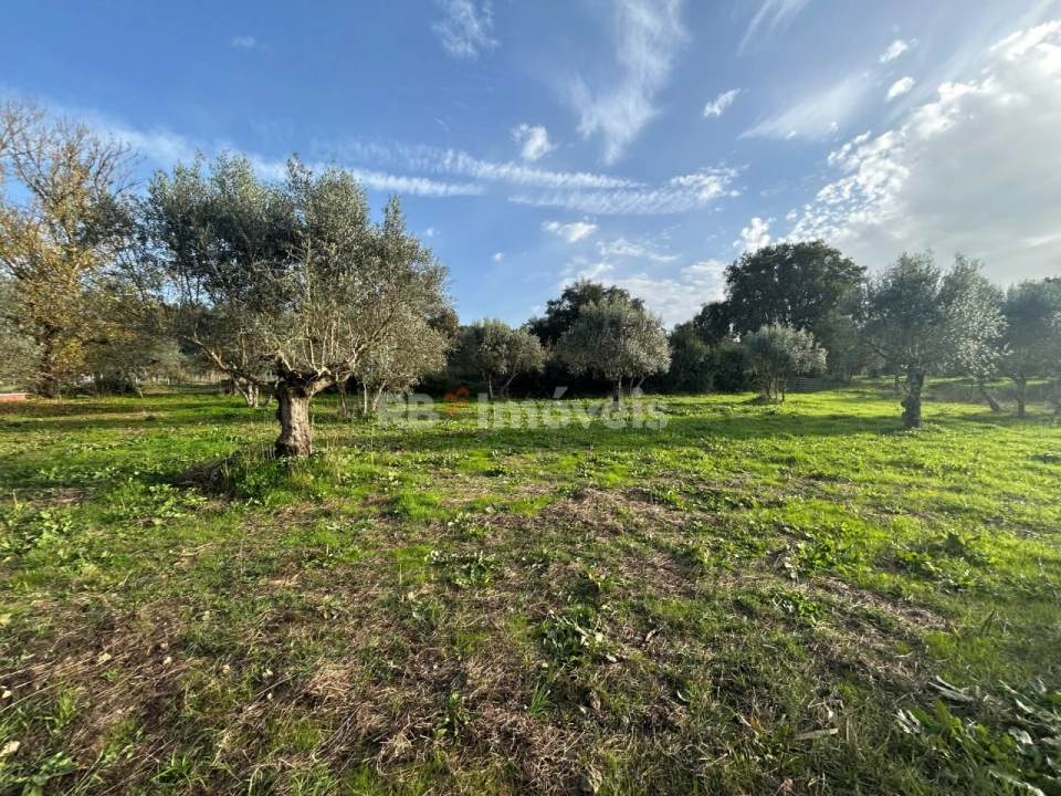 Terreno Agricola ou Rústico para Venda em São Pedro de Tomar Foto 3