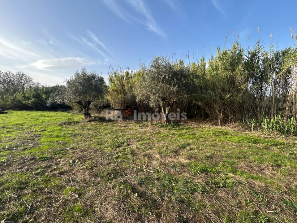 Terreno Agricola ou Rústico para Venda em São Pedro de Tomar Foto 23