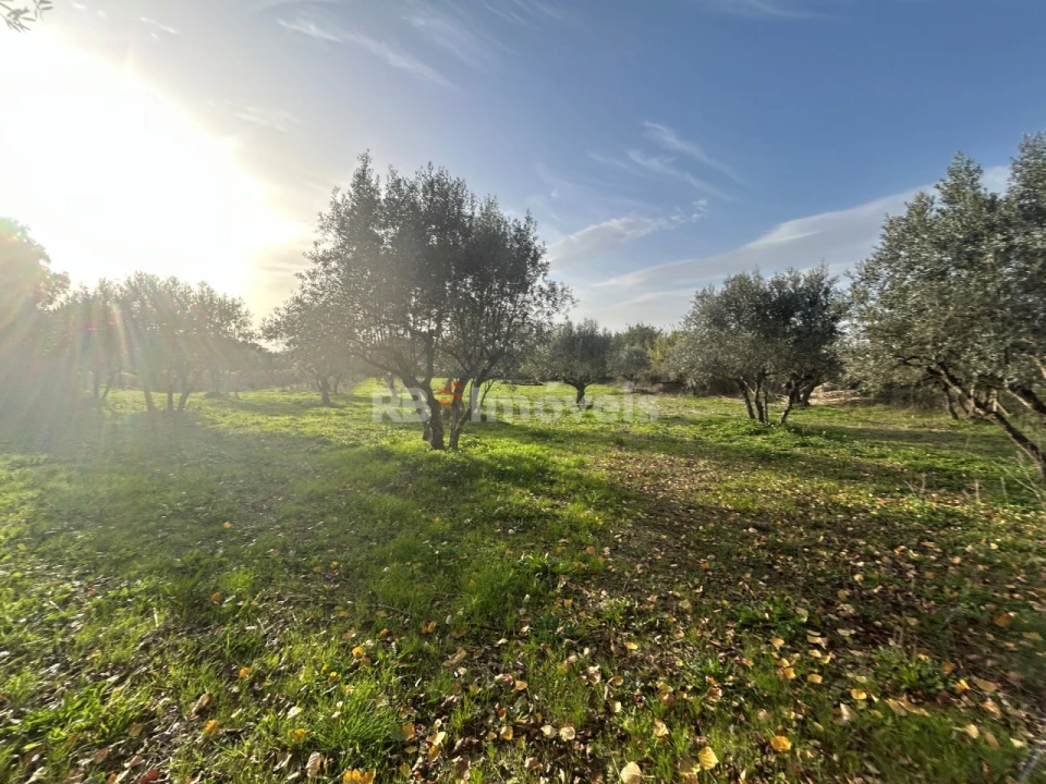 Terreno Agricola ou Rústico para Venda em São Pedro de Tomar Foto 26