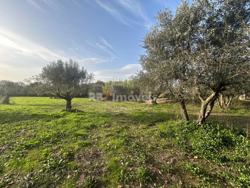 Terreno Agricola ou Rústico para Venda em São Pedro de Tomar Foto 27