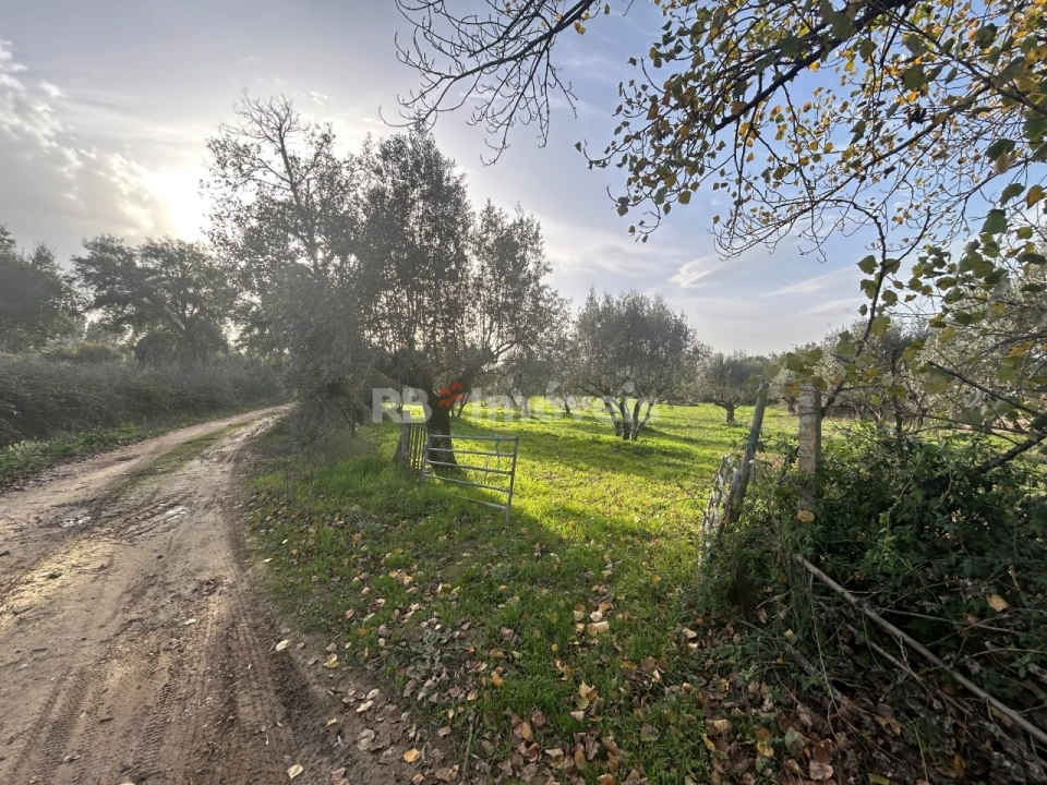 Terreno Agricola ou Rústico para Venda em São Pedro de Tomar Foto 31