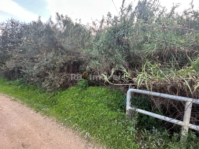 Terreno Agricola ou Rústico para Venda em São Pedro de Tomar Foto 32