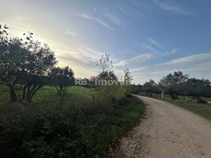 Terreno Agricola ou Rústico para Venda em São Pedro de Tomar Foto 11