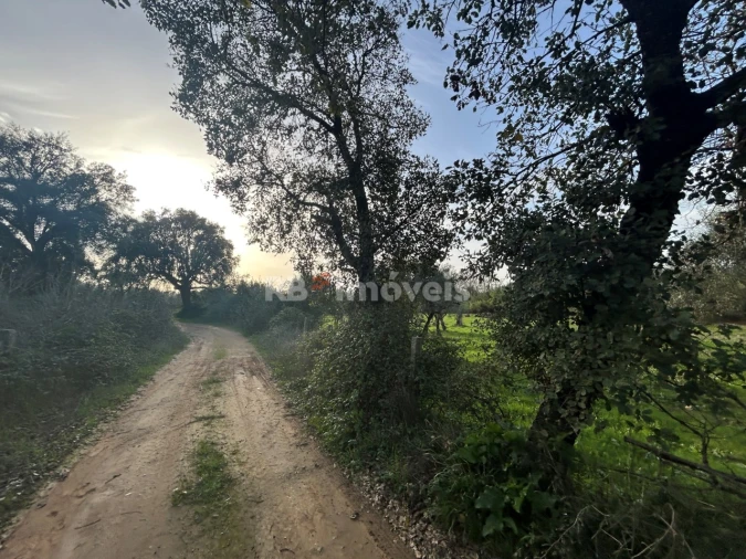 Terreno Agricola ou Rústico para Venda em São Pedro de Tomar Foto 12