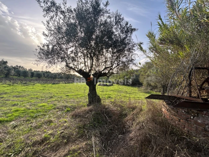 Terreno Agricola ou Rústico para Venda em São Pedro de Tomar Foto 4