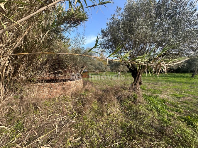 Terreno Agricola ou Rústico para Venda em São Pedro de Tomar Foto 6