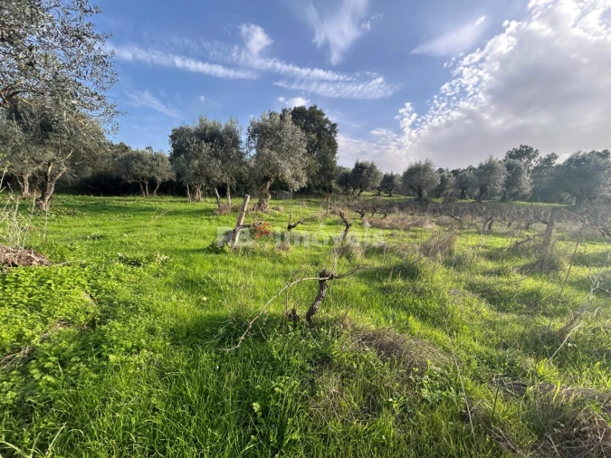 Terreno Agricola ou Rústico para Venda em São Pedro de Tomar Foto 2
