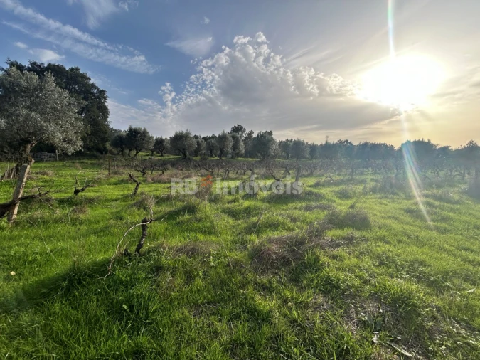 Terreno Agricola ou Rústico para Venda em São Pedro de Tomar Foto 15