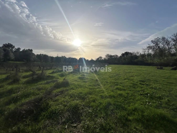 Terreno Agricola ou Rústico para Venda em São Pedro de Tomar Foto 16