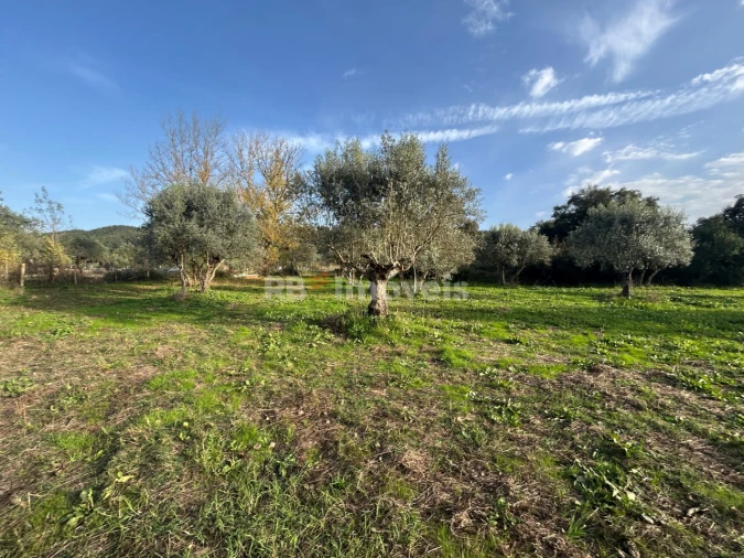 Terreno Agricola ou Rústico para Venda em São Pedro de Tomar Foto 17