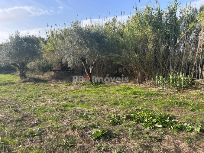 Terreno Agricola ou Rústico para Venda em São Pedro de Tomar Foto 24