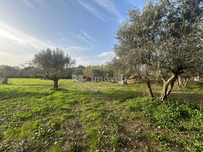 Terreno Agricola ou Rústico para Venda em São Pedro de Tomar Foto 27