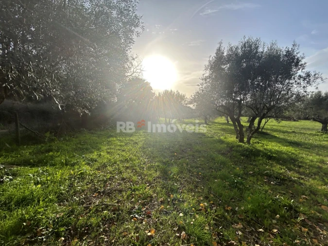 Terreno Agricola ou Rústico para Venda em São Pedro de Tomar Foto 28
