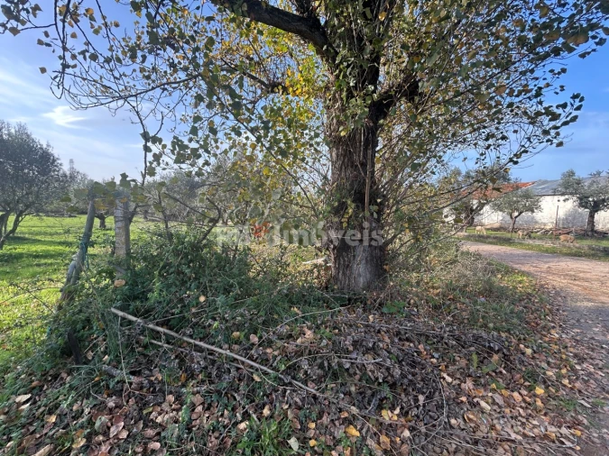 Terreno Agricola ou Rústico para Venda em São Pedro de Tomar Foto 30