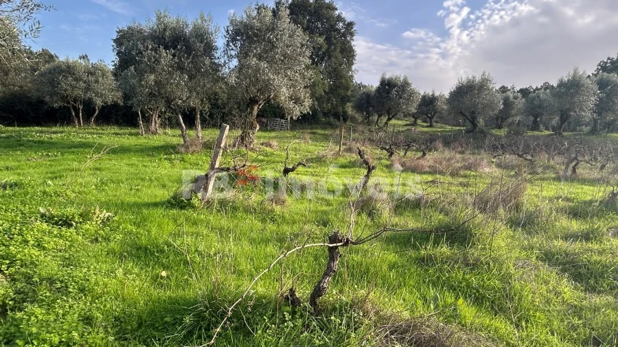 Terreno Agricola ou Rústico para Venda em São Pedro de Tomar