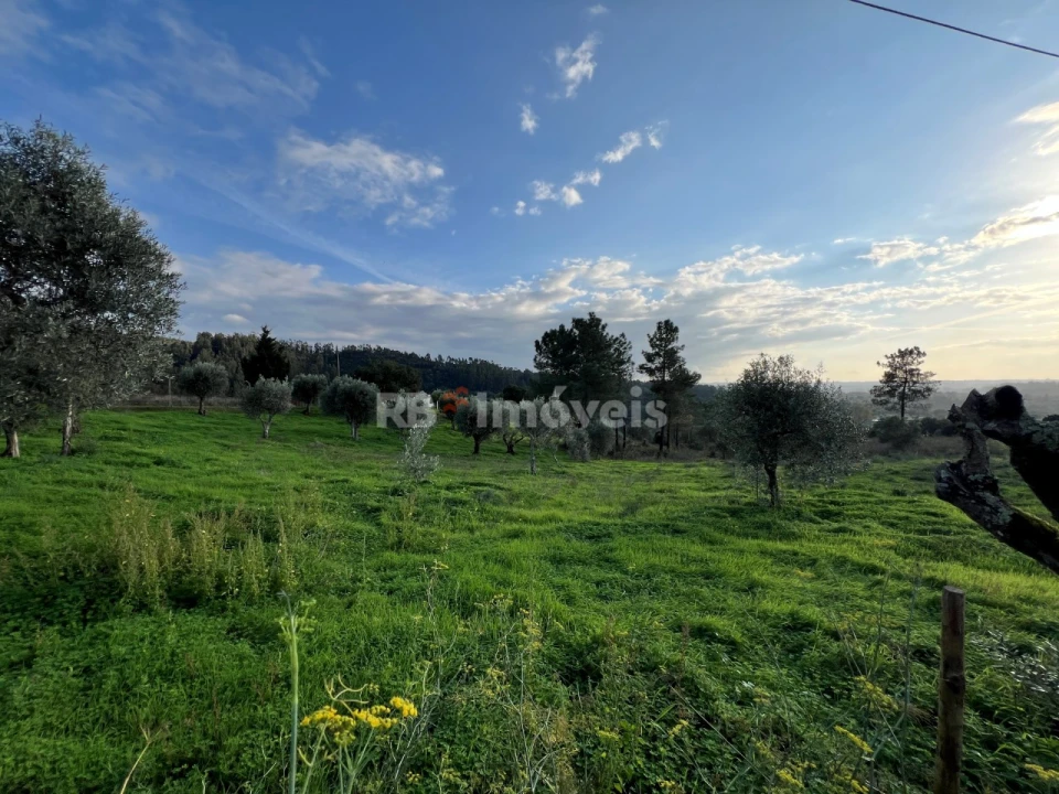 Terreno para Venda em Serra e Junceira Foto 7