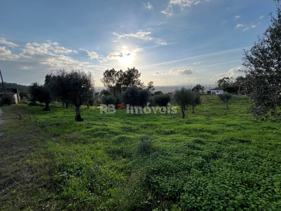 Terreno para Venda em Serra e Junceira Foto 5