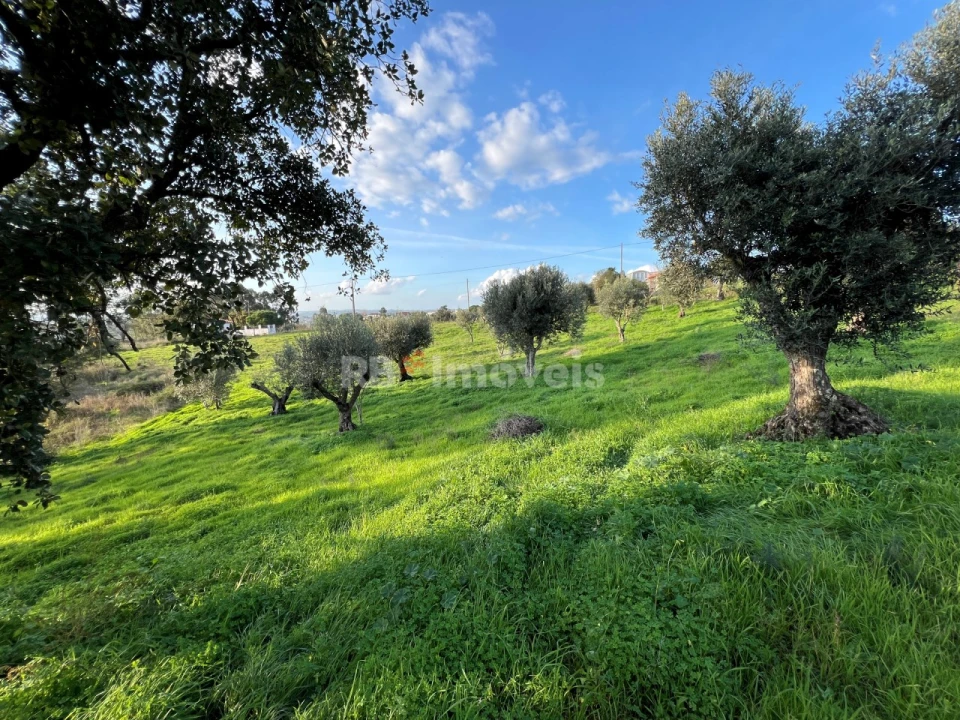 Terreno para Venda em Serra e Junceira Foto 6