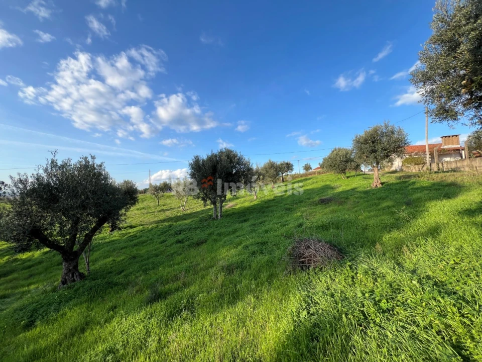 Terreno para Venda em Serra e Junceira Foto 9