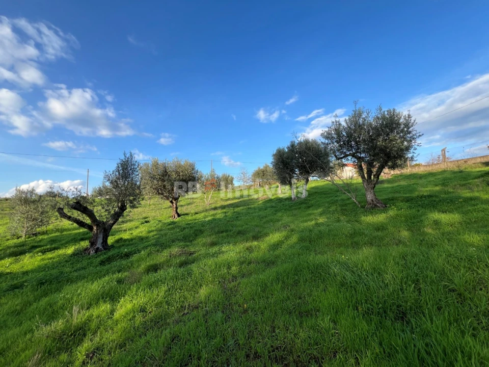 Terreno para Venda em Serra e Junceira Foto 10