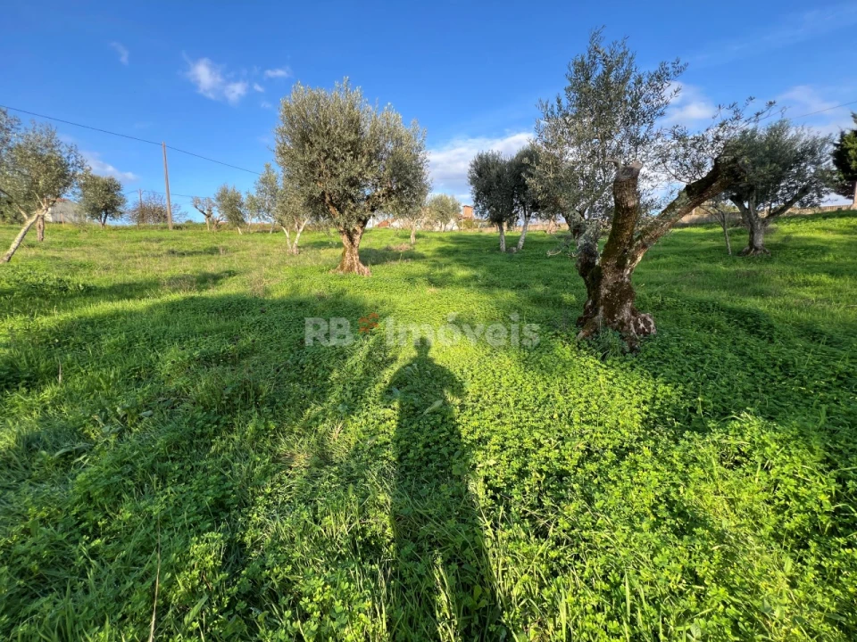 Terreno para Venda em Serra e Junceira Foto 14