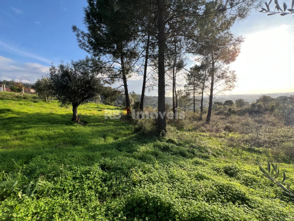 Terreno para Venda em Serra e Junceira Foto 16