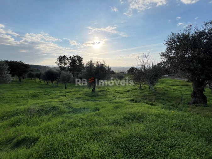 Terreno para Venda em Serra e Junceira Foto 3