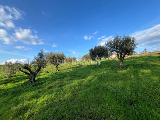 Terreno para Venda em Serra e Junceira Foto 10