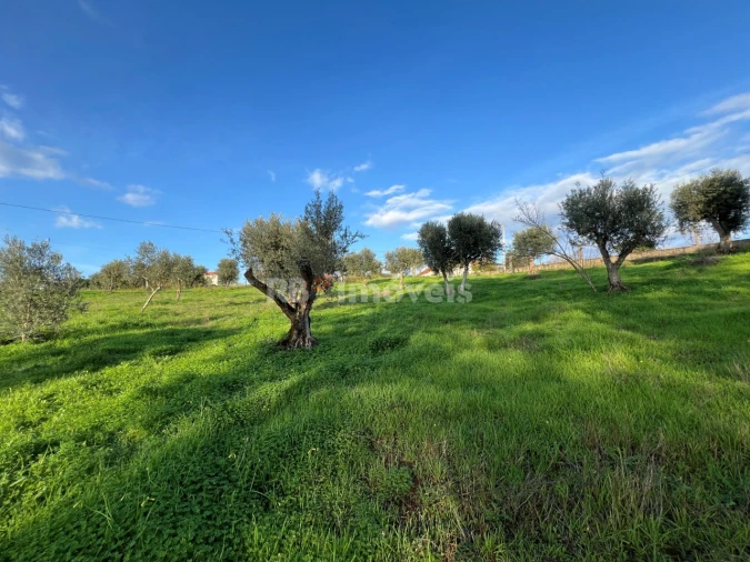 Terreno para Venda em Serra e Junceira Foto 11