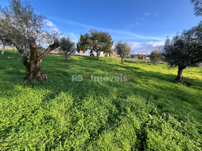 Terreno para Venda em Serra e Junceira Foto 15