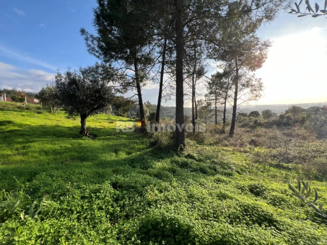 Terreno para Venda em Serra e Junceira Foto 16