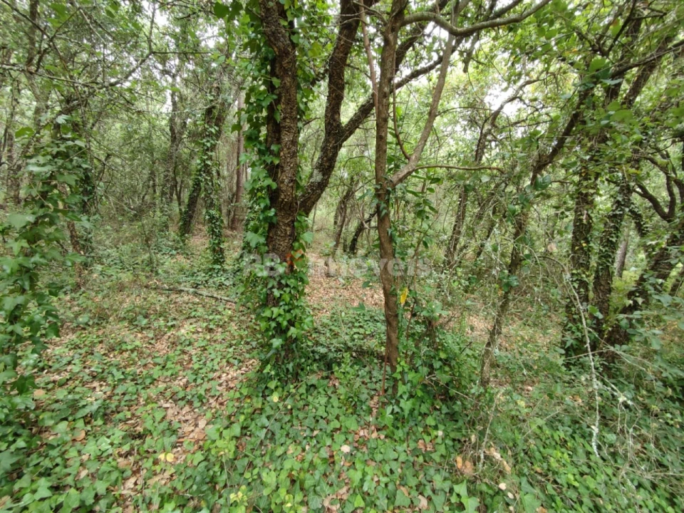 Terreno para Venda em Igreja Nova do Sobral Foto 5