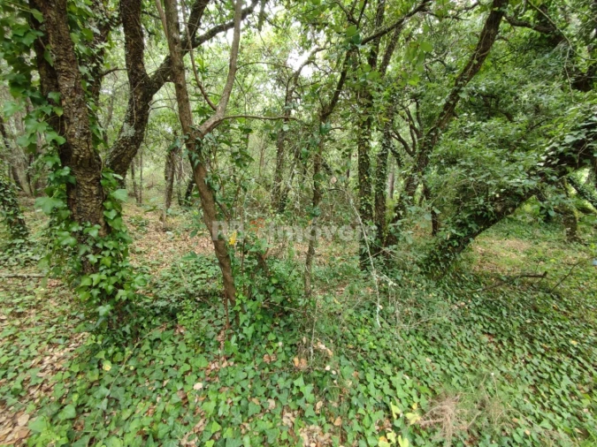 Terreno para Venda em Igreja Nova do Sobral Foto 6