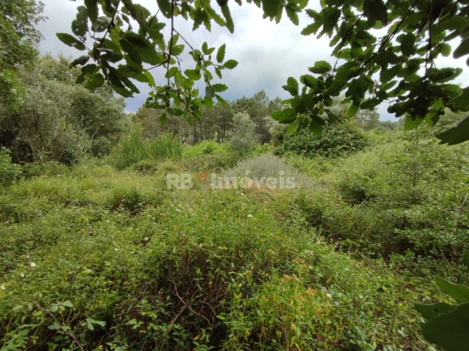 Terreno para Venda em Igreja Nova do Sobral Foto 7