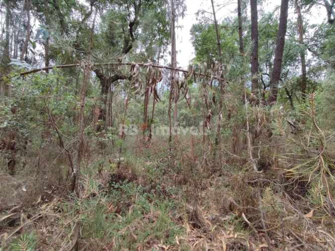 Terreno para Venda em Igreja Nova do Sobral