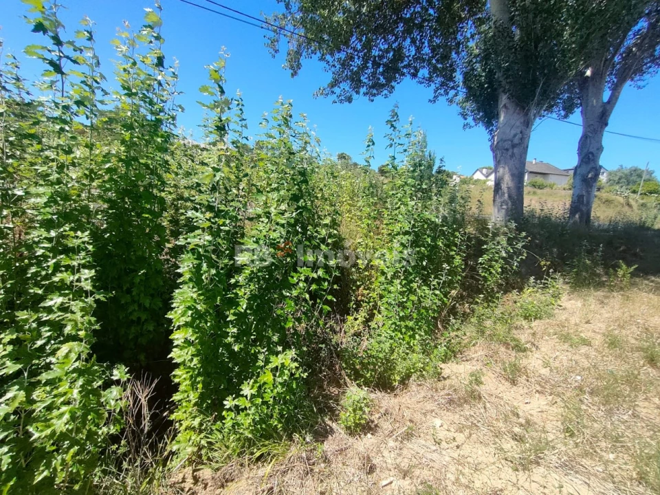 Terreno Agricola ou Rústico para Venda em Carregueiros Foto 19