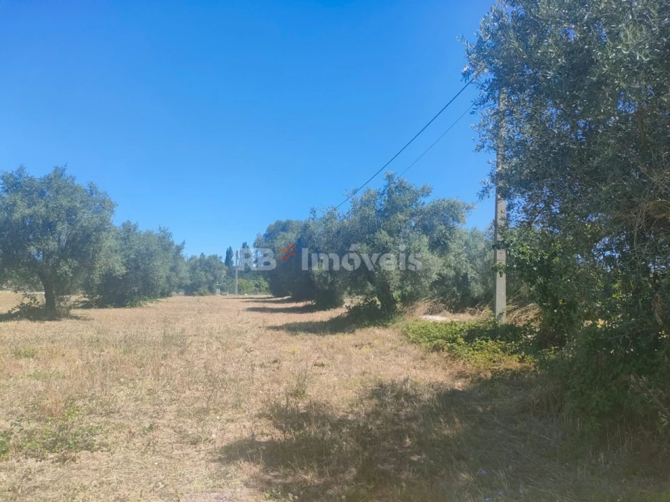 Terreno Agricola ou Rústico para Venda em São João Baptista e Santa Maria dos Olivais Foto 8