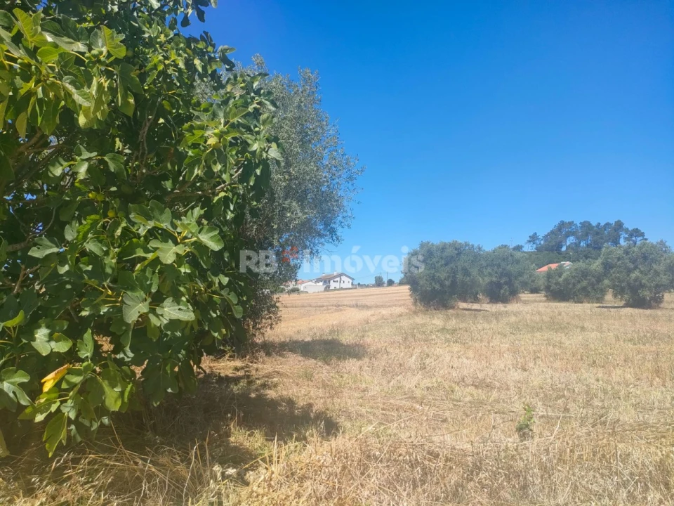 Terreno Agricola ou Rústico para Venda em São João Baptista e Santa Maria dos Olivais Foto 15