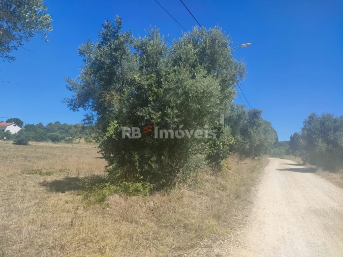 Terreno Agricola ou Rústico para Venda em São João Baptista e Santa Maria dos Olivais Foto 14