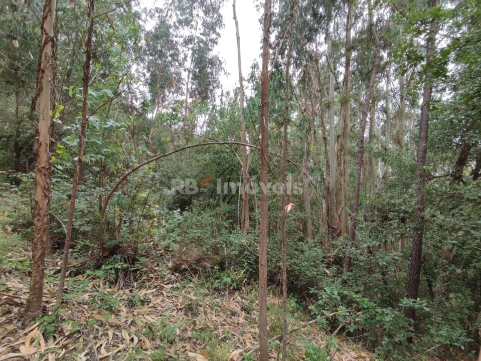 Terreno Agricola ou Rústico para Venda em Igreja Nova do Sobral Foto 4