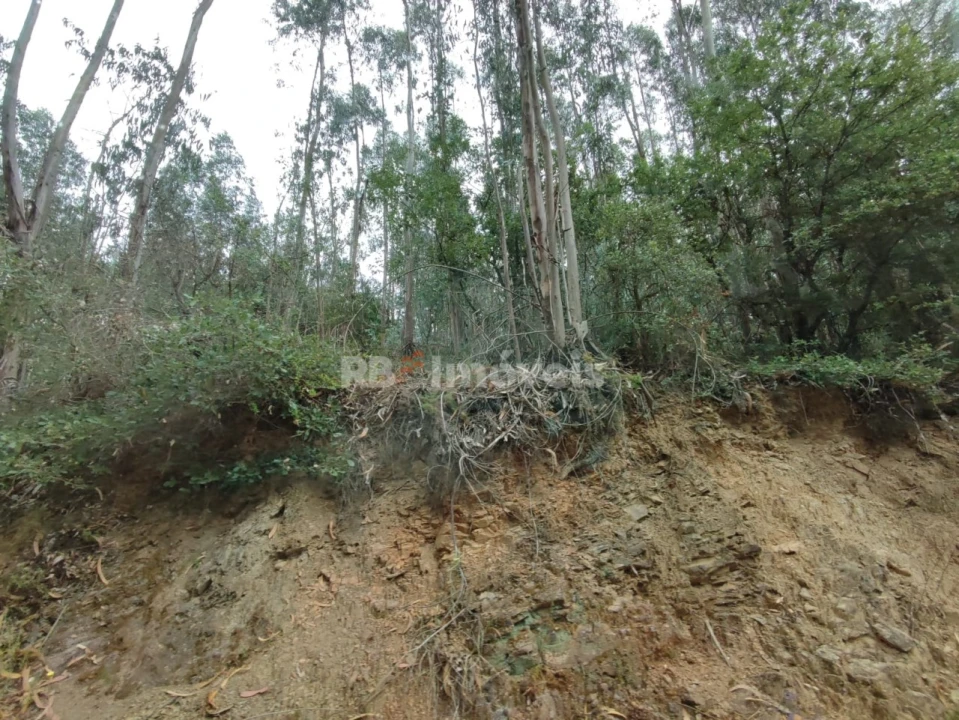 Terreno Agricola ou Rústico para Venda em Igreja Nova do Sobral Foto 3