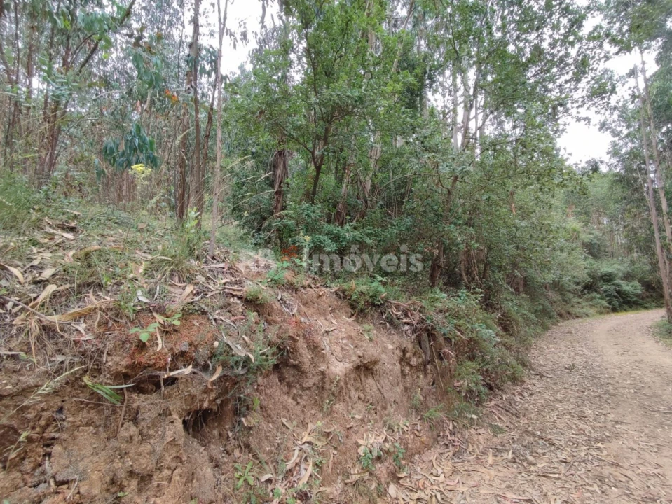 Terreno Agricola ou Rústico para Venda em Igreja Nova do Sobral Foto 8