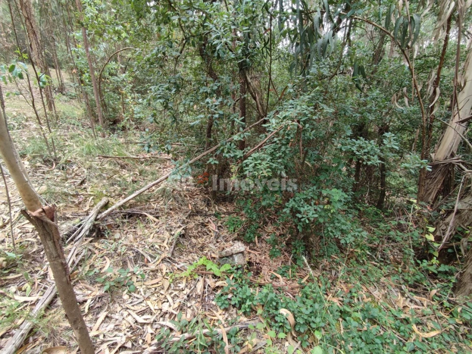 Terreno Agricola ou Rústico para Venda em Igreja Nova do Sobral Foto 7
